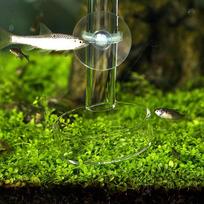 2Pcs Aquarium Clear Glass Feeding Tube Food Dish Feeder Container