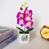 Vibrant Phalaenopsis Flower with Pot Captivating Decor for Your Space violetinė