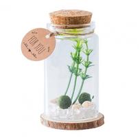 Micro Landscape Ecological Glass Bottle Terrarium Cylindrical Glass Terrarium Kit with Moss Balls Artificial Plant for Home white