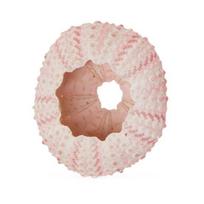 Sea Urchin Shell High Durability Exquisite Shape Eye-catching Seashell Conch Ornament DIY Home Decoration Birthday Gift A