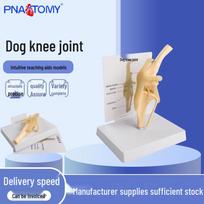 Dog Knee Joint Skeleton Model with Bending Ligaments, PVC Material - Veterinary Educational Ornament 16.5 x 13 x 15 cm beige