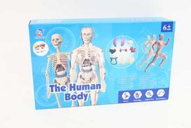 Norimpex 3D žmogaus kūno anatominis modelis Skeletas Vidaus organai Mokomasis