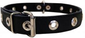 ODINIS ŠUNS ANTKAKLIS SU SKYLUTĖMIS 52cm