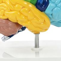 Žmogaus smegenų modelis Dešinysis pusrutulis Anatomija Neurozinas Mokymo priemonė Spalvomis koduota psichologijai Kognityviniam ugdymui PVC yellow