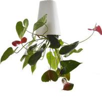 Flower Pot Sky Planter Hanging Planter Down Planter for Desk Table balta