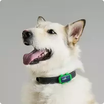 Trackimo PetLoc8 GPS sekimo įrenginys