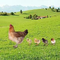 5 Pcs Set Animal Statue Stakes Yard Stake Hen Floor Decoration Figures Decorative Chicken Sculpture brown