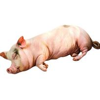 Realistiška kiaulės pliušinė pagalvė žaislas Minkštas kimštas gyvūnas Imitacinis kiaulytės lėlė Mergaitėms Berniukams Miela gimtadienio dovana 100cm