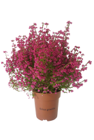 Lauko augalas erika, Ø 11, 25 cm, lot. ERICA GRACILIS