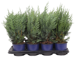 Lauko augalas puskiparisis, Ø 13 , 25 cm, lot. Juniperus procumbens Nana