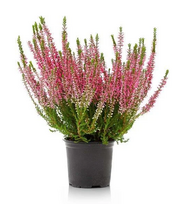Lauko augalas viržis, Ø 11, 15 - 20 cm, lot. CALLUNA GARDEN GIRLS GOLDEN ANGIE