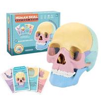 Skull Anatomy Educational Toys for Kids Human Body Organs Anatomy Model Oral Cavity Specimen Montessori Learning Teaching Aids beige