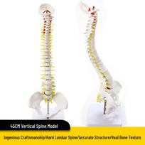 1:1 Adult Human Spine & Skeleton Model for Chiropractic Practice - Cervical & Lumbar Sections Included white