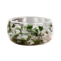 300ml Glass Bowl Double Walled Borosilicate Glass Bowl with Dried Flowers Artistic Decorative Soup Dessert Serving Bowl Size#300ML žalia