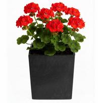 Vazonas „Flore“ iš juodo betono, h30,5x29,5x29,5 cm