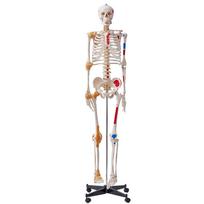 Žmogaus skeleto modelis 182 cm, PVC, su judančiais sąnariais ir raiščiais
