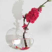 Glass Vase Flower Pot Fish Tank Terrarium Wall Hanging Pots Ball 10cm white