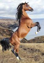 Segtuvas „Horses Wild Spirit“ A/4 elastinė juostelė