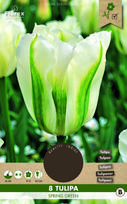 Svogūninės gėlės tulpė SPRING GREEN, 11 - 12 mm, 8 vnt.
