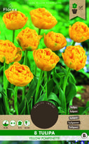 Svogūninės gėlės tulpė YELLOW POMPONETTE, 11 - 12 mm, 8 vnt.