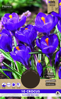 Svogūninės gėlės krokas FLOWER RECORD, 8 - 9 mm, 10 vnt.
