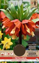 Svogūninės gėlės margutė IMPERIALIS RUBRA MAXIMA, 20 - 24 mm