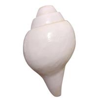 Puri Jagannath Dham Originalus Garsiai Pūčiamas Shankhas | Kriauklė Pooja. 200 g, 10,16 cm dydžio 10.16 CM white