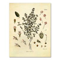 Spices Herbs Print Vintage Botanical Poster Parsley Sage Rosemary Thyme Culinary Wall Art Picture Canvas Painting Kitchen Decor 21X30CMNo Framed beige