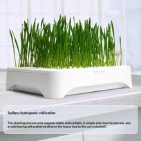 Sveikas kviečių daigų vazonas katėms Organinis sodinimo tirpalas be žemės 1 Piece green