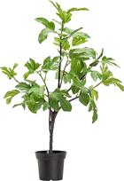 House Doctor Dirbtinis augalas Fig 81 cm