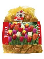 Svogūninės gėlės tulpė TRIUMPH MIX, 10 - 11 mm, 50 vnt.
