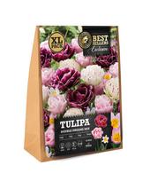 Svogūninės gėlės tulpė DOUBLE DREAMS MIX, 15 vnt.