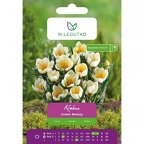 Krokus Cream Beauty 7 vnt.