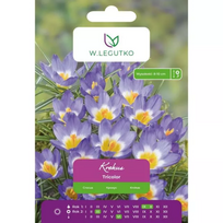 Krokus Tricolor – 10 vnt.