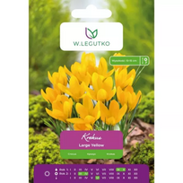 Krokus Large Yellow – 7 vnt.