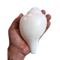 Garsus pučiamas šankhas|Dėklas Pooja reikmėms - 350 g, 15,24 cm (Dydžio garantija - Kokybė svarbi) 15.24CM white
