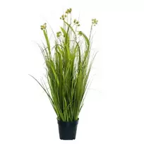 Dekoratyvinė žolė, 85 cm