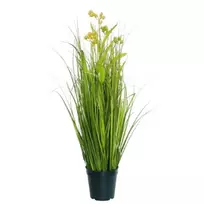 Dekoratyvinė žolė, 70 cm