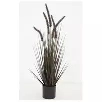 Dekoratyvinė žolė, 55 cm