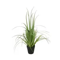 Dekoratyvinė žolė, 53 cm