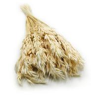 Owies Suszony - (Avena Sativa) - Bielony