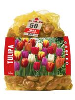 Svogūninės gėlės tulpė TRIUMPH MIX, 10 - 11 mm, 50 vnt.