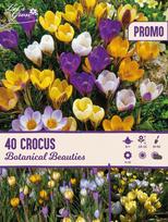 Svogūninės gėlės krokas BOTANICAL BEAUTIES, 5 mm, 40 vnt.