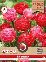 Svogūninės gėlės tulpė CRIMSON DUET, 11 - 12 mm, 15 vnt.