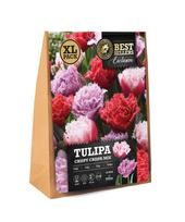 Svogūninės gėlės tulpė CRISPY CRISPA MIX, 15 vnt.