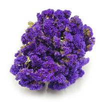 Vėlyvasis gvazdikėlis - Limonium Sinuatum - Violetinis