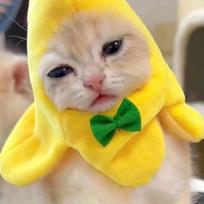 Bananinių kačių galvos apdangalas Kūrybiškos mielos katės Naminių gyvūnėlių bananų galvos apdangalai Pliušiniai katės Cosplay kostiumai Bananų galvos apdangalai Spektaklio nuotrauka yellow