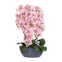 Orchidėja „GARDEN QUEEN“, aukštis 64 cm, šviesiai rožinė