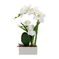 Orchidėja „GREENLAND“ H41 cm, baltas vazonas, balta gėlė