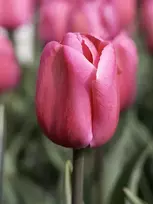 Tulpių svogūnėliai, lot. TULIPA CAROLA, 4 vnt
